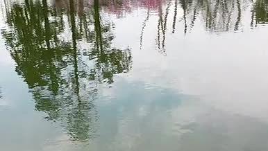 航拍湖边倒映的粉色桃花视频的预览图